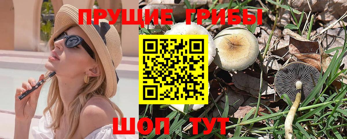 Псилоцибиновые грибы Psilocybine cubensis Рославль